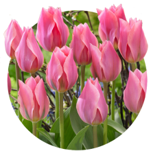 Lalele ghibride Foster