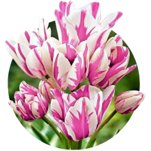 Lalele multiflora (cu multe flori pe o creanga)