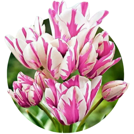 Lalele multiflora (cu multe flori pe o creanga)