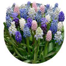 Muscari (zambile motate)