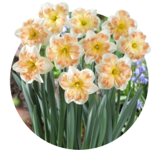 Narcise cu coroana divizata