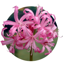 Nerine