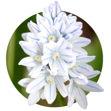 Puschinia