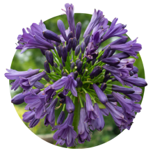 Agapanthus