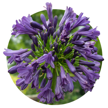 Agapanthus