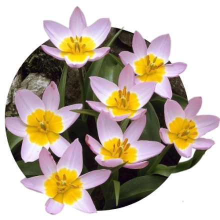 Lalele botanice