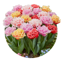 Lalele duble + zimtate 