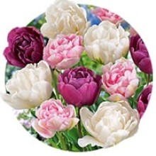 Lalele duble (batute)