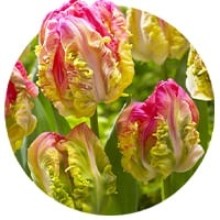 Lalele de tip papagal