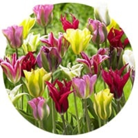 Lalele viridiflora