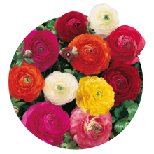 Ranunculus