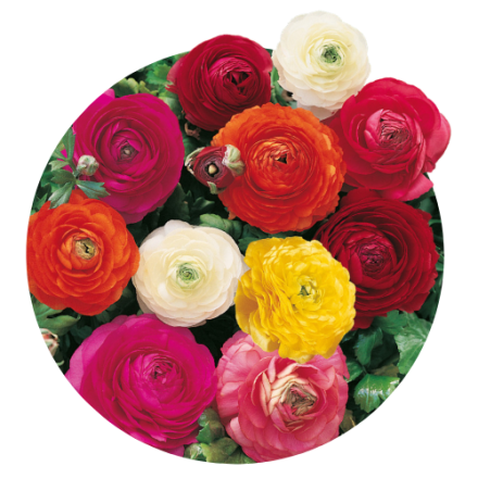 Ranunculus