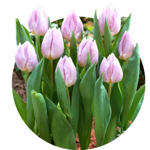 Lalele simple timpuri