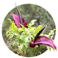 Dranunculus vulgaris