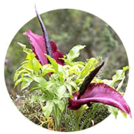 Dranunculus vulgaris