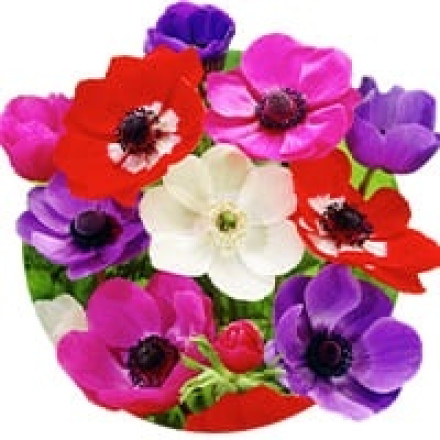 Anemone