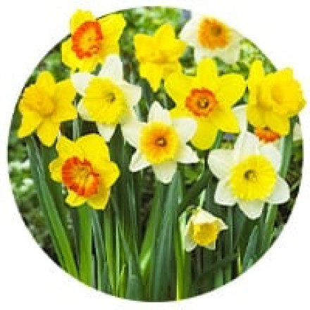 Narcise cu floare mare