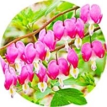 Dicentra 