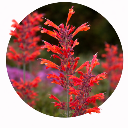 Agastache