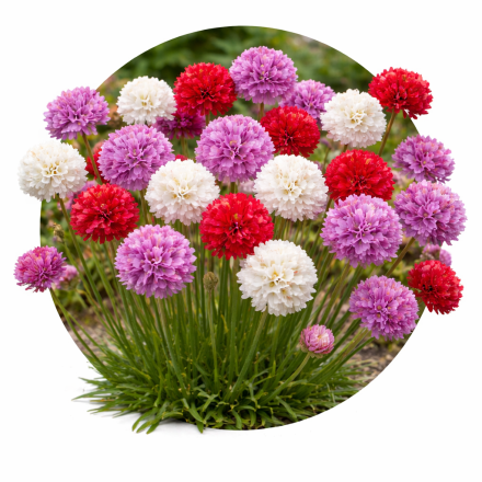Armeria