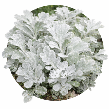 Artemisia