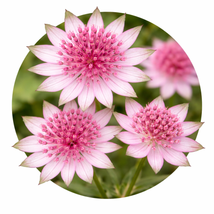 Astrantia
