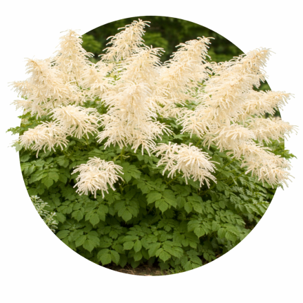 Aruncus