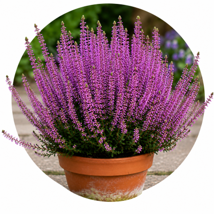 Calluna