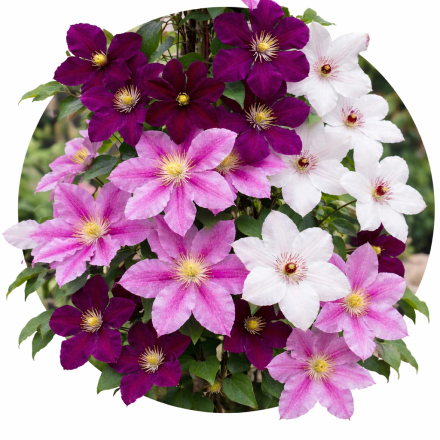 Clematis
