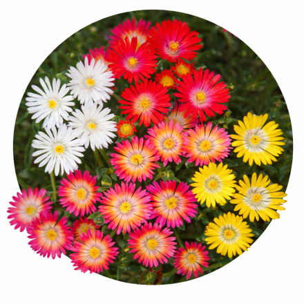Delosperma