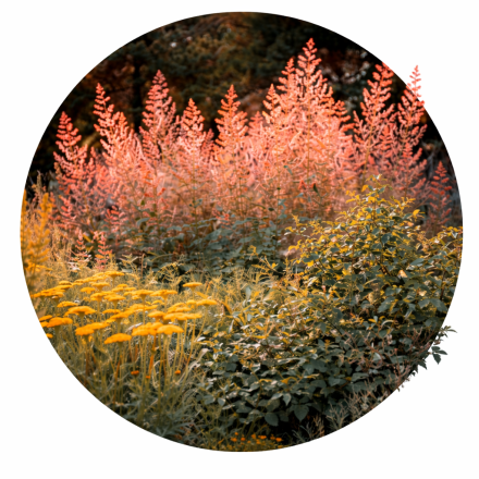 Macleaya