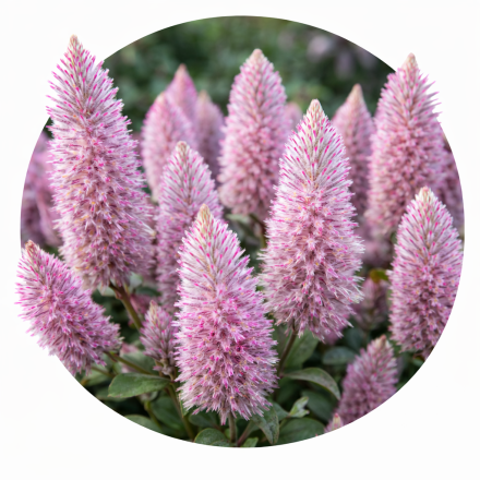 Ptilotus