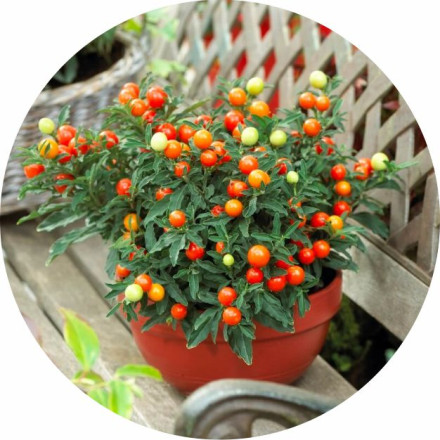Solanum