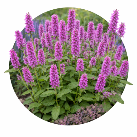 Stachys