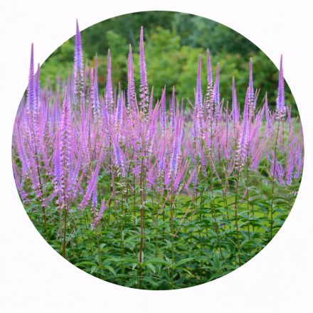 Veronicastrum