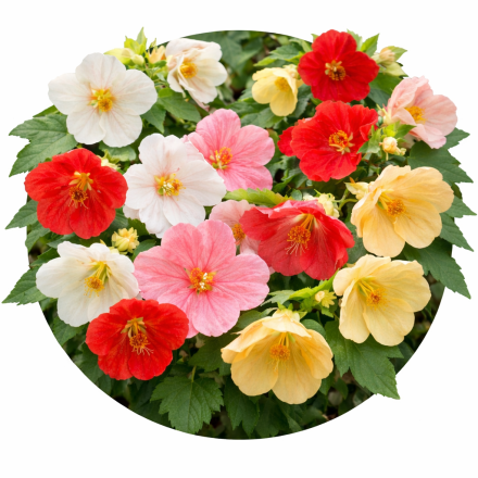 Abutilon