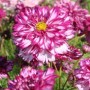 Cosmos bipinnatus Double Click Violet Bicolour 10 sem.