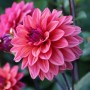 Dalia decorative American Dawn	