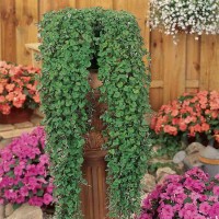 DICHONDRA EMERALD FALLS ( FEUILLAGE VERT ) 3 sem.