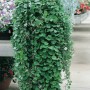 DICHONDRA EMERALD FALLS ( FEUILLAGE VERT ) 3 sem.