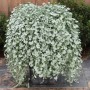 DICHONDRA SILVER FALLS ( FEUILLAGE ARGENTEE )  3 sem.