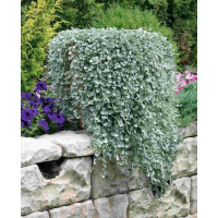 DICHONDRA SILVER FALLS ( FEUILLAGE ARGENTEE )  3 sem.