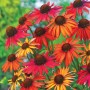 Echinacea Hot Summer