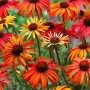Echinacea Hot Summer