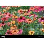 Echinacea Hot Summer