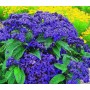 Heliotrop Marine Blue 10 sem.