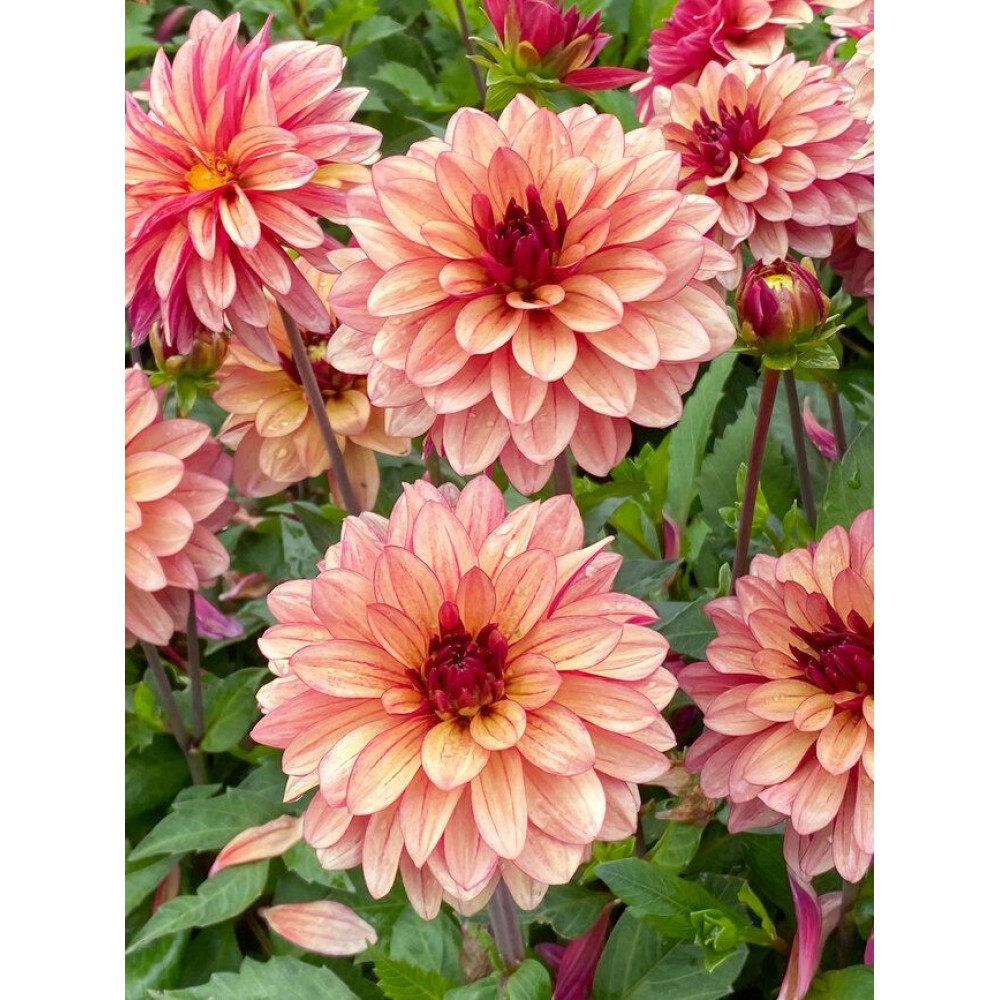 Dalia decorative Creme De Cognac