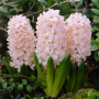 Zambila China Pink