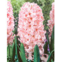 Zambila China Pink