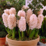 Zambila China Pink